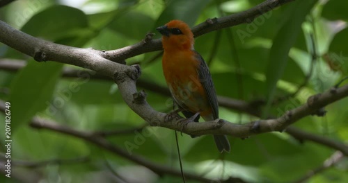 Vibrant red Foudia bird of Mauritius perching in natural environment 