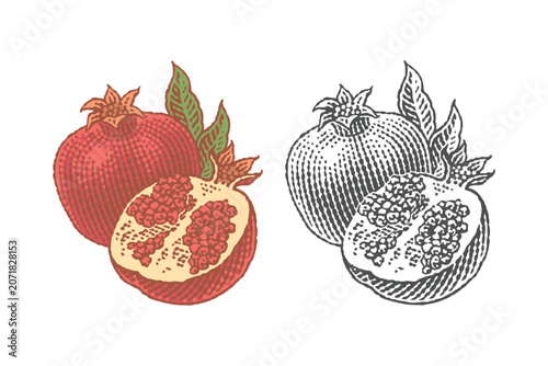 Pomegranate and pomegranate tree branch. Hand drawn engraving style illustrations.	
