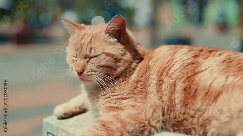 Red ginger cat lying on a utility box outside. Street animal resting under the sun in the city. Domestic pet enjoying a quiet moment outdoors. Urban wildlife and leisure concept.