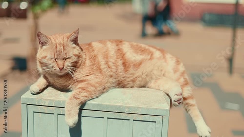 Red ginger cat lying on a utility box outside. Street animal resting under the sun in the city. Domestic pet enjoying a quiet moment outdoors. Urban wildlife and leisure concept.