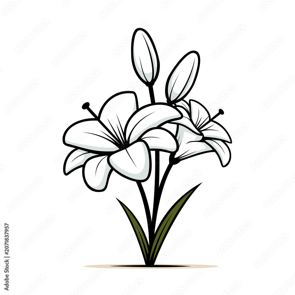 Obraz premium Cute Lily Illustration Nature Plant Vector