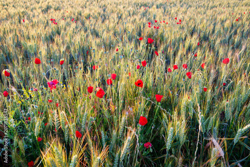 Wheat field and poppies in the Essonne valley. Île-de-France region	 