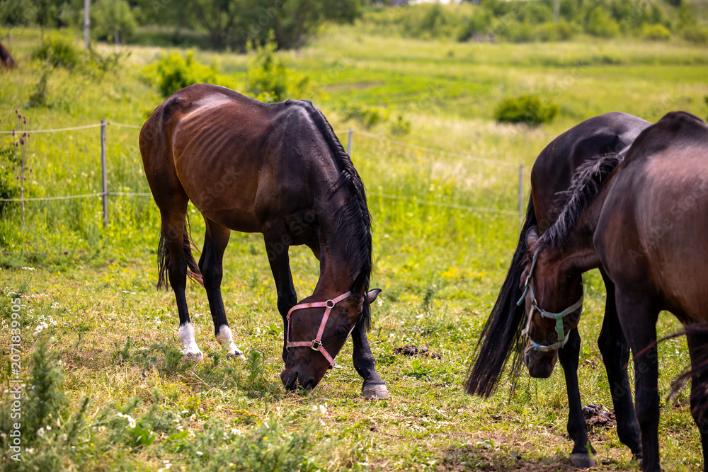 Obraz premium Two horses graze in an outdoor grassy field during the day. One horse with a pink halter is in the foreground, while another is partially visible behind, both feeding on green vegetation
