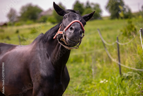 Obraz na plátně A dark-colored horse stands in a green pasture wearing a halter, looking directly forward