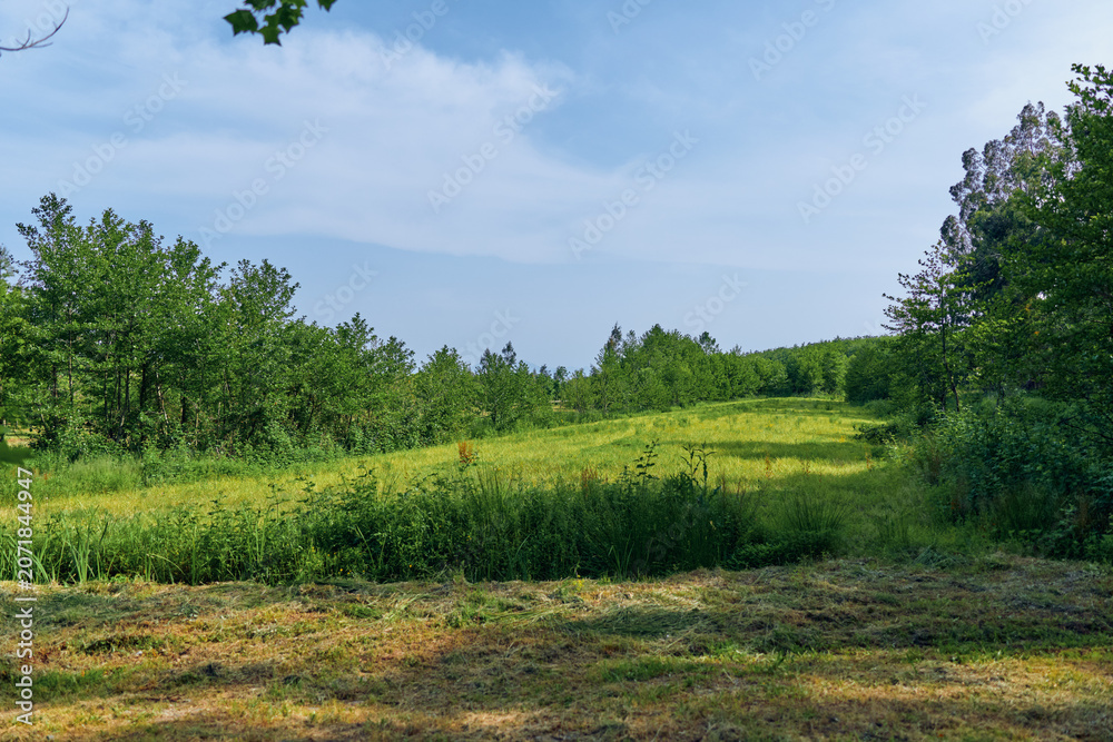 Obraz premium Meadow grass field trees sky landscape nature summer scene with sunlit rolling clearing, wildflowers and distant tree line under soft blue sky for outdoor relaxation and photography.