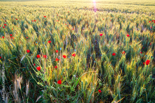 Wheat field and poppies in the Essonne valley. Île-de-France region	 