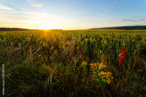 Wheat field and poppies in the Essonne valley. Île-de-France region	 