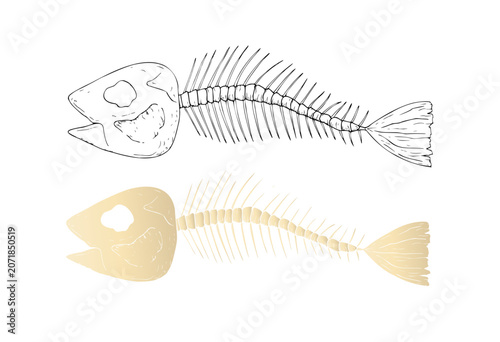 Fotografía Vector Fish skeleton set