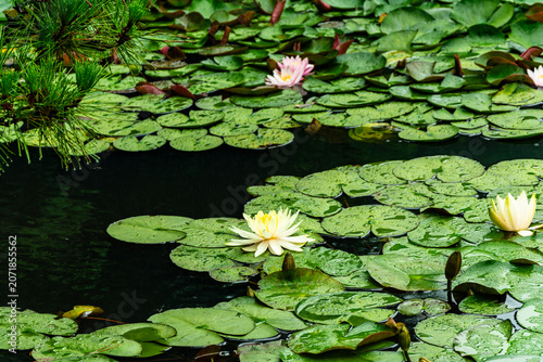 Lotus flower and water lily in the pond