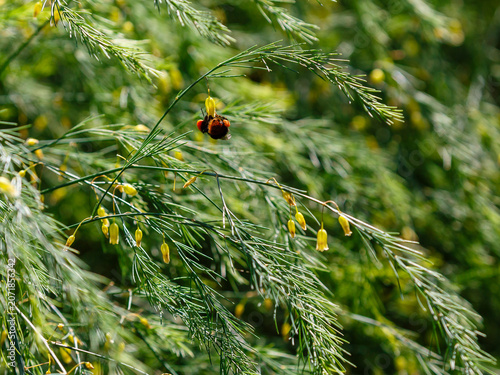 Bumblebee collects nectar on asparagus flowers. Asparagus ( Latin- Asparagus ) is a genus of plants in the asparagus family , found throughout the world, primarily in dry climates