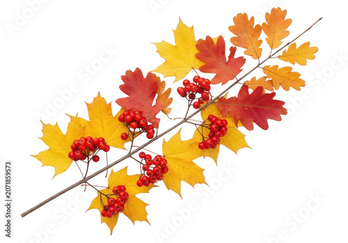Autumn Rowan berries and maple oak leaves on branch during crisp fall season isolated on transparent background