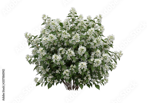 Blooming Mock Orange shrub with delicate white flowers against a bright studio setting Isolated on transparent background
