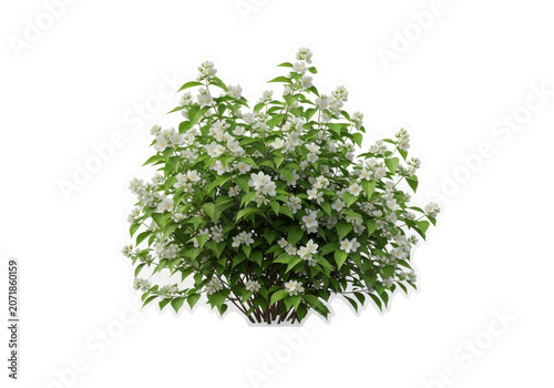 Blooming Mock Orange shrub with delicate white flowers in soft daylight isolated on transparent background