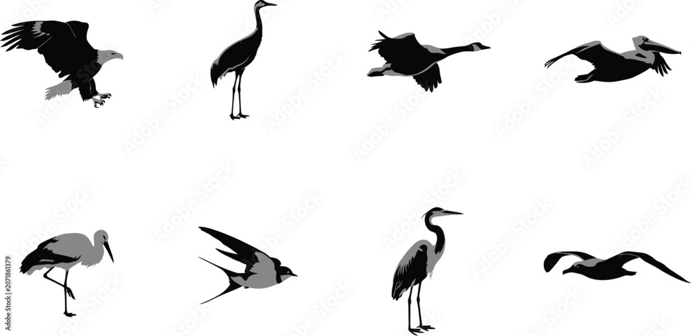 Obraz premium Silhouettes of diverse birds flying and standing including eagle, crane, stork, pelican, swallow, goose, duck in natural poses