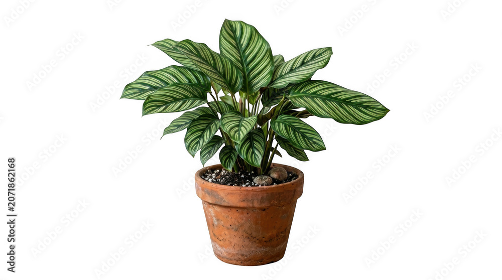 Fototapeta premium Calathea Pinstripe plant in terracotta pot with vibrant green striped leaves during studio lighting Isolated on transparent background