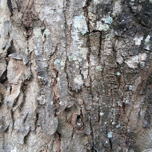 Detailed texture of rough tree bark with grey lichen in forest