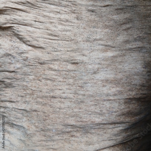 Dry brown banana leaf texture as a natural organic background surface