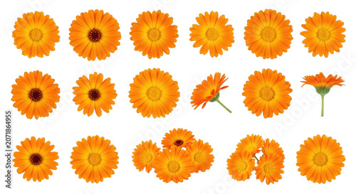 Collection of bright orange calendula flowers with detailed petals during daylight isolated on transparent background