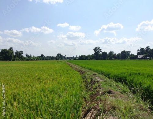 Drone View of Vast Golden Ripe Rice Fields in Rural Indonesia During Harvest Season