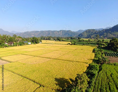 Drone View of Vast Golden Ripe Rice Fields in Rural Indonesia During Harvest Season
