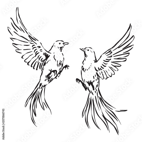 Two birds are flying with spread wings in air