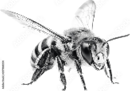 Obraz na plátně Dotted bee insect detailed illustration on transparent background abstract art halftone dot pattern close up view of winged creature