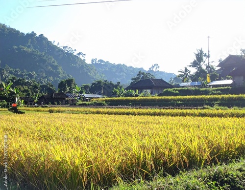 Traditional Indonesian Rice Terraces with Mature Golden Rice in Tropical Countryside