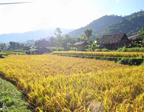 Traditional Indonesian Rice Terraces with Mature Golden Rice in Tropical Countryside