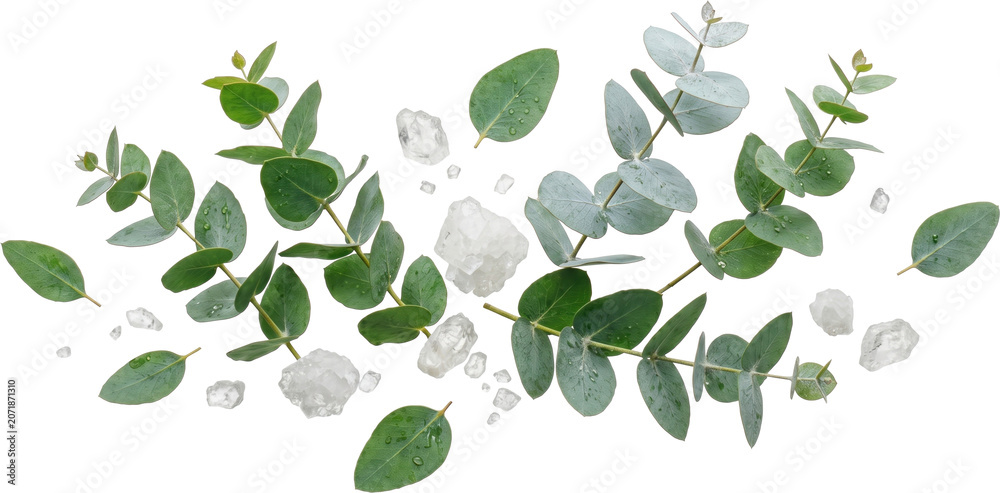 Obraz premium Eucalyptus and xylitol