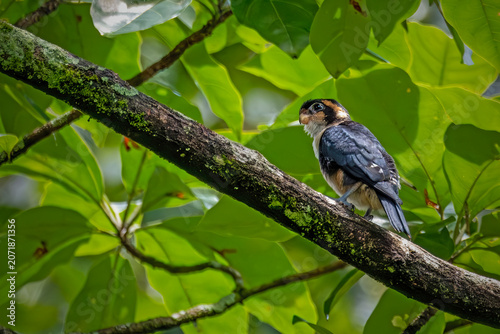 A beautiful Black-thighed Falconet (Microhierax fringillarius) perched quietly on a dead branch against a lush green bokeh background.