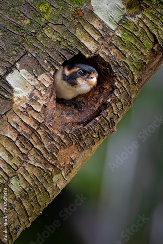A cute Black-thighed Falconet (Microhierax fringillarius) peeking out from its nest hole inside a textured tree trunk in its natural forest habitat.