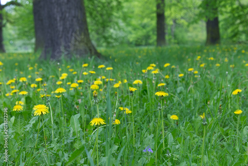 BLÜHENDE LÖWENZAHNBLUMEN AUF EINER GRÜNEN WIESE IM PARKLAND MIT  alten BÄUMEN