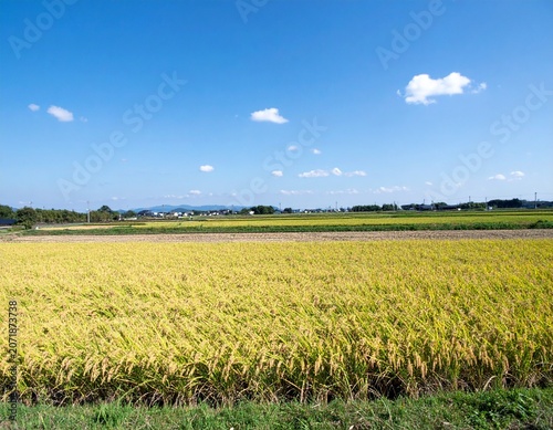 Golden Rice Field Ready for Harvest with Wide Composition and Large Copy Space