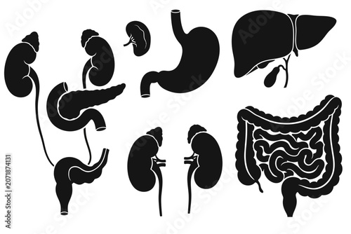 Set of human internal organs including pancreas liver and stomach