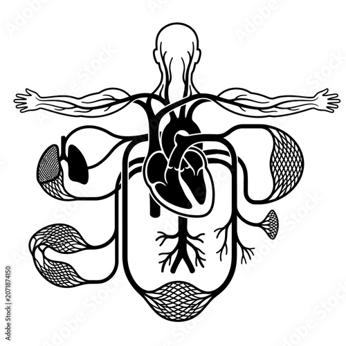 Set human internal organs including brain heart and pancreas