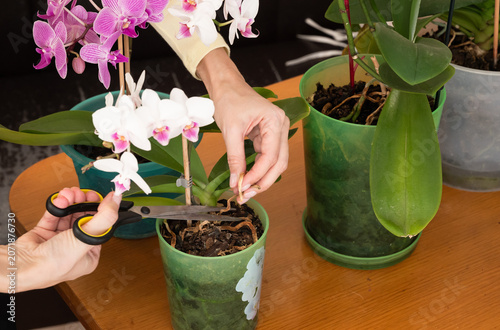Foto Orchid leaves turn yellow due to improper care