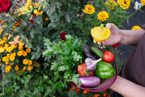Fresh vegetables collected from the garden today