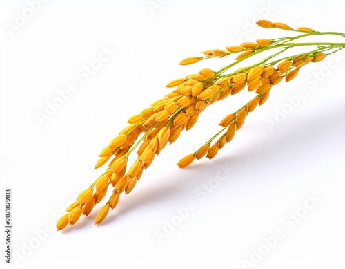 Single Rice Stalk with Ripe Golden Grains Isolated on White Background in Studio Light