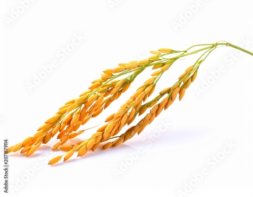 Single Rice Stalk with Ripe Golden Grains Isolated on White Background in Studio Light