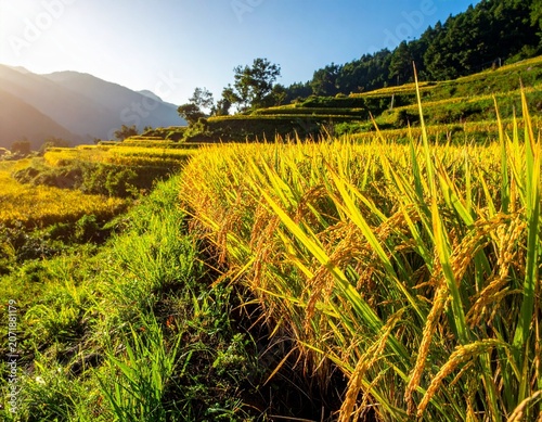 Mature Rice Plants Swaying in the Wind with Golden Grains in Natural Rural Landscape