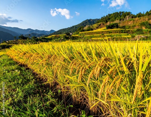 Photorealistic Agricultural Scene of Mature Rice Plants Swaying Gently in the Wind