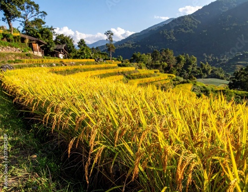 Photorealistic Agricultural Scene of Mature Rice Plants Swaying Gently in the Wind