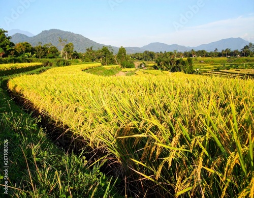 Photorealistic Agricultural Scene of Mature Rice Plants Swaying Gently in the Wind
