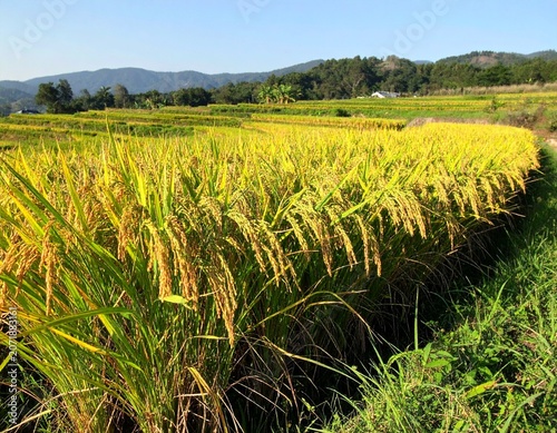 Photorealistic Agricultural Scene of Mature Rice Plants Swaying Gently in the Wind