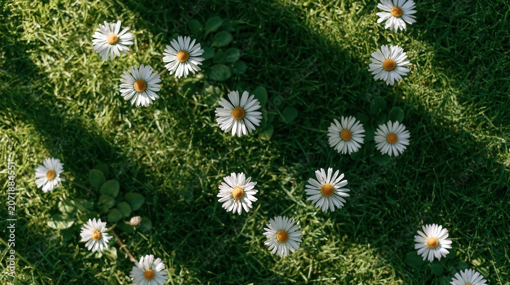 Fototapeta premium Minimal overhead nature view of fresh white daisies blooming on green grass
