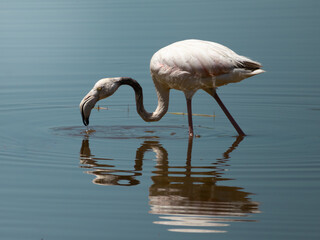 Greater Flamingo feeding in calm shallow lagoon water with beautiful mirror reflection. Wildlife photography in Mediterranean wetland nature reserve, Spain.