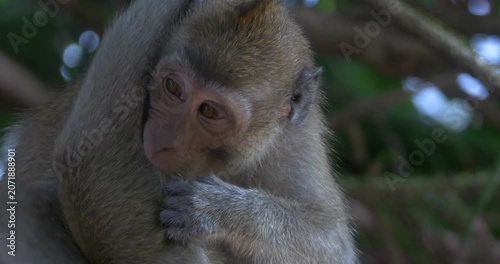 Long tailed macaque monkey grooming itself in natural habitat - C4K