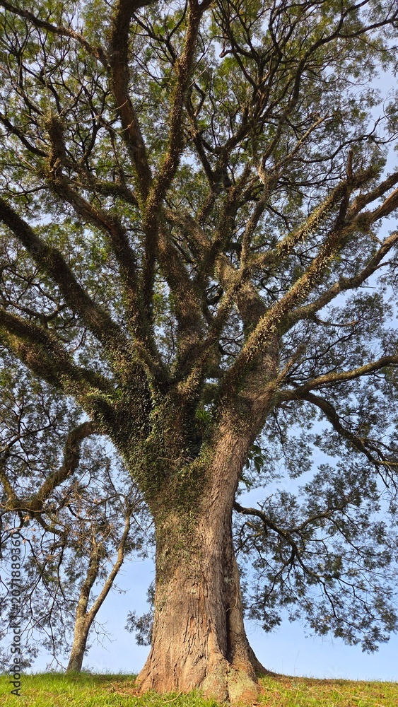 Fototapeta premium paisagem com arvores 