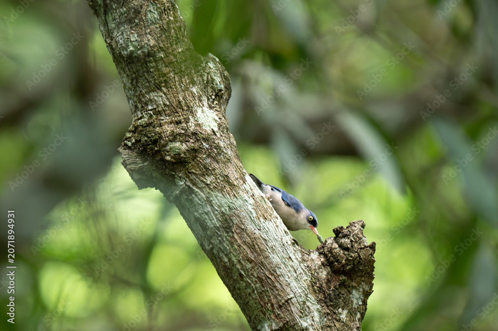 Fototapeta premium A close up shot of a Velvet fronted Nuthatch clinging to a textured, mossy tree trunk. Set against a soft, naturally blurred green foliage background.