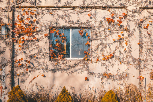 Autumn ivy vines with colorful red leaves covering a rustic wall around a window, creating a warm seasonal atmosphere and charming natural architectural background.